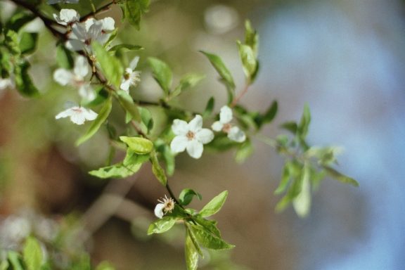 Hortus Botanicus Leiden