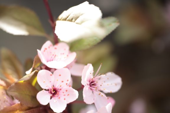 Bloeiende bloemen sierkers bonsai