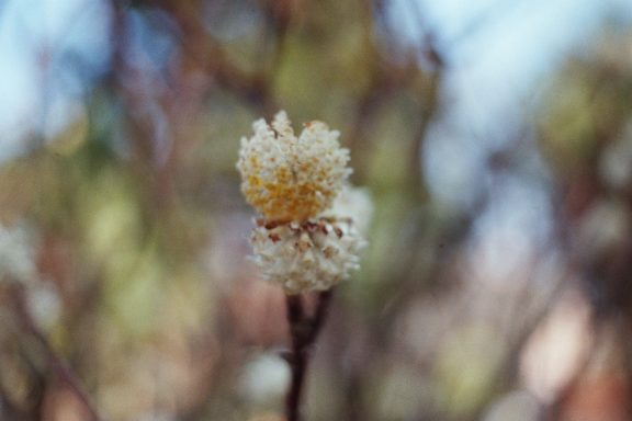 Hortus Botanicus Leiden