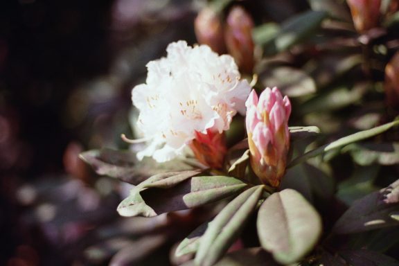 Hortus Botanicus Leiden