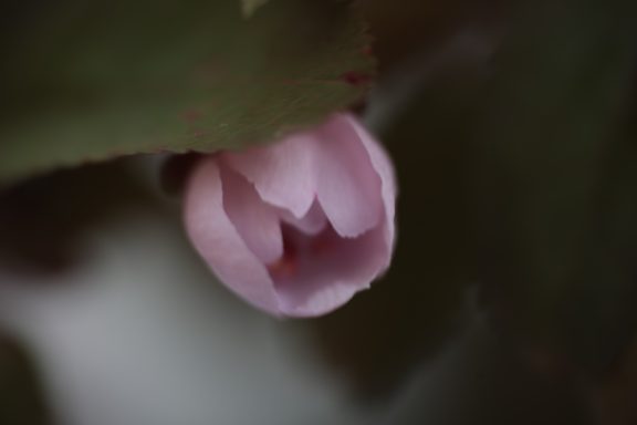 Opengaande bloemknop sierkers bonsai