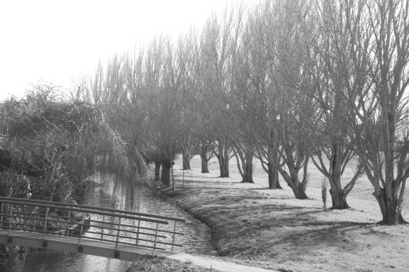 Bomenrij met bruggetje op de voorgrond