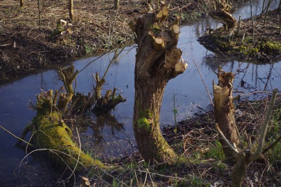 Park Noordhoekse Wiel (2b)