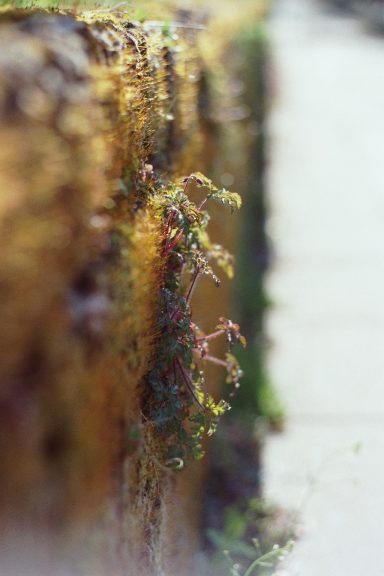 Mos - Hortus Botanicus Leiden