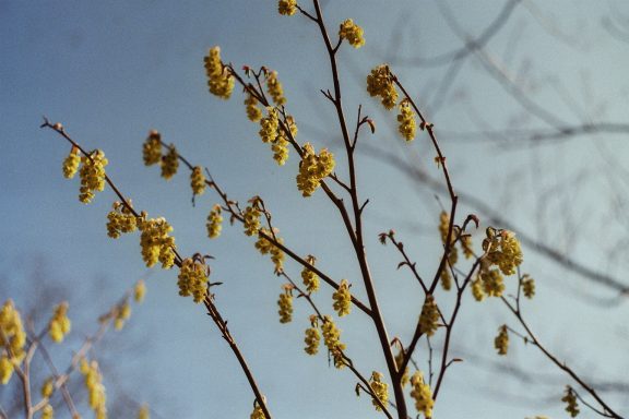 Hortus Botanicus Leiden