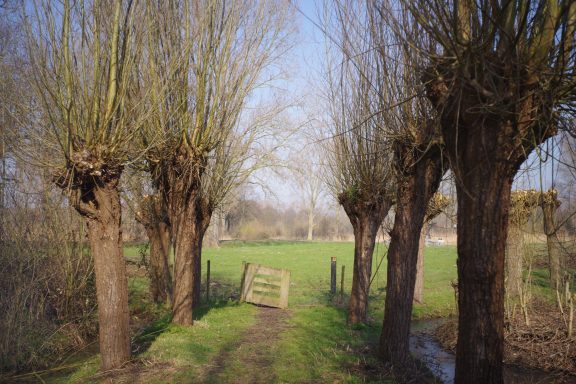 Park Noordhoekse Wiel (4b)