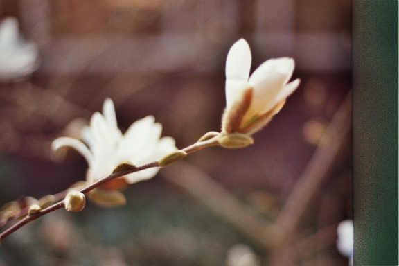 Hortus Botanicus Leiden