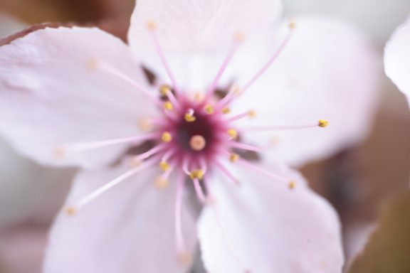 Close-up bloeiende bloem sierkers bonsai