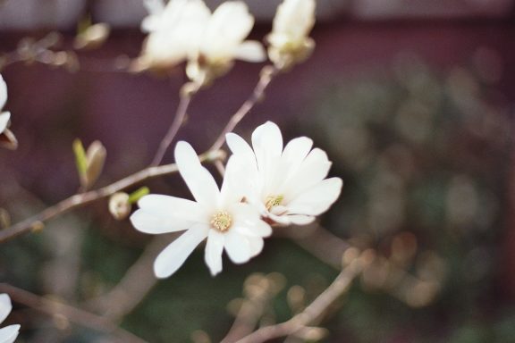 Japanse Tuin in de Hortus Botanicus Leiden