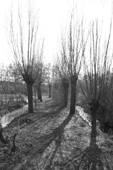 Park Noordhoekse Wiel (5)