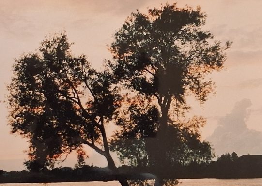 Boom aan de rivier langs Kinderdijk