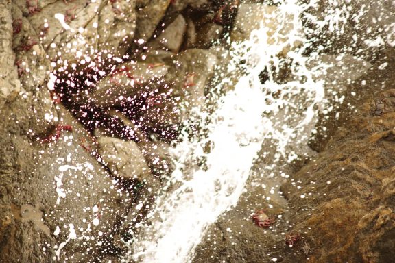 Kreeften in de branding