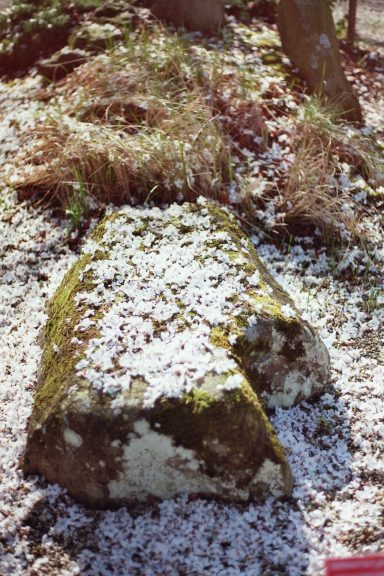 Japanse Tuin in de Hortus Botanicus Leiden