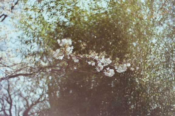 Bloesem in de Hortus Botanicus Leiden